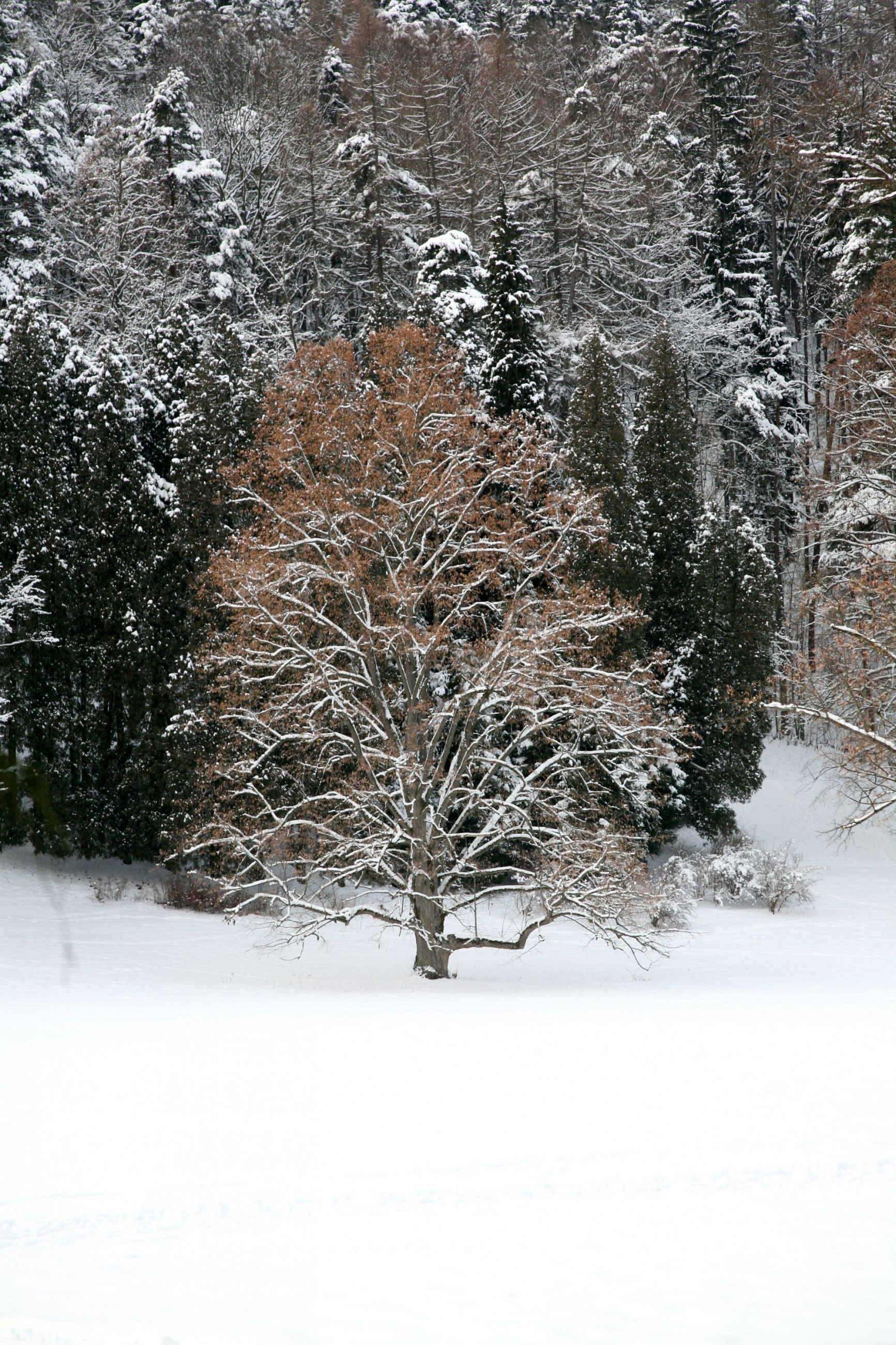 zimný park v Turčianskej Štiavničke